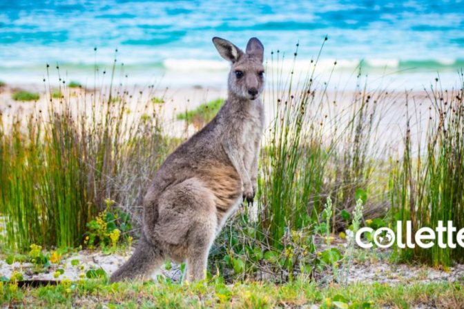 Collette’s Complete South Pacific