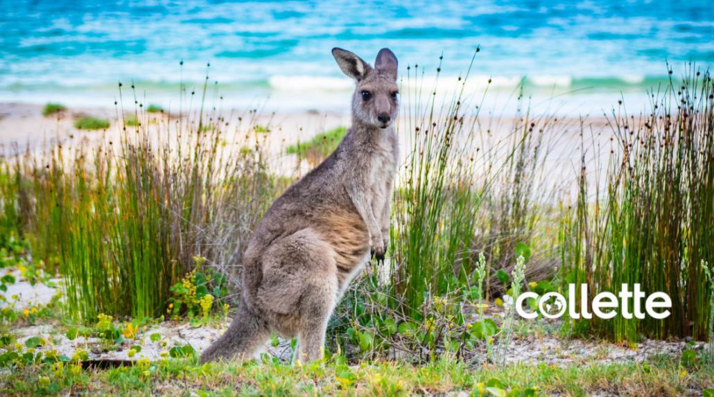 Collette’s Complete South Pacific